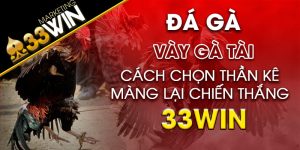 Vảy gà tài Cách chọn thần kê mang lại chiến thắng