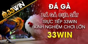 Đá gà cựa sắt trực tiếp 33win Kinh nghiệm chơi thắng lớn